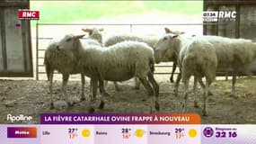 La fièvre catarrhale ovine frappe à nouveau dans les élevages