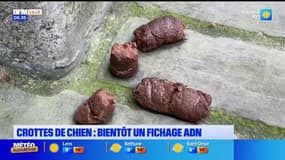 Saint-Omer va mettre en place un fichage ADN pour lutter contre des crottes de chien non ramassées