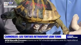 Var: 30 tortues d'Hermann bientôt relâchées dans la nature après le feu de Gonfaron