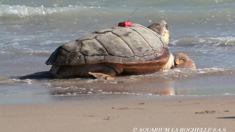 Francesca, la tortue caouenne, le jour de sa remise à l'eau le 2 juillet 2014.