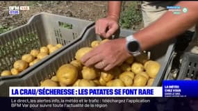 Sécheresse: la pomme de terre se fait rare à La Crau