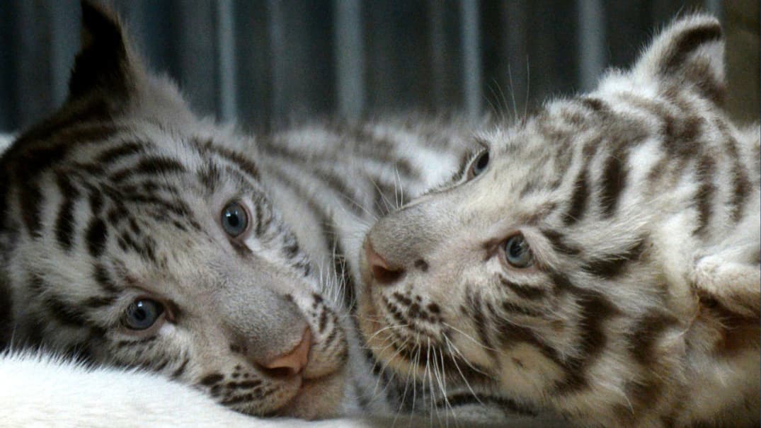 Ils sont les deux survivants d'une portée de quatre bébés tigres blancs