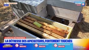 Chaleur en Provence : les apiculteurs durement touchés