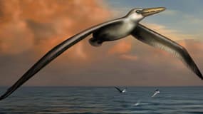 Une vue d'artiste du Pelagornis Sandersi, le plus grand oiseau du monde.