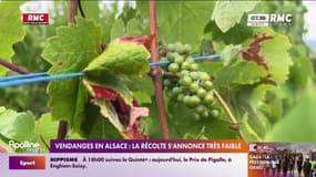 Vendanges en Alsace: la récolte s'annonce très faible 