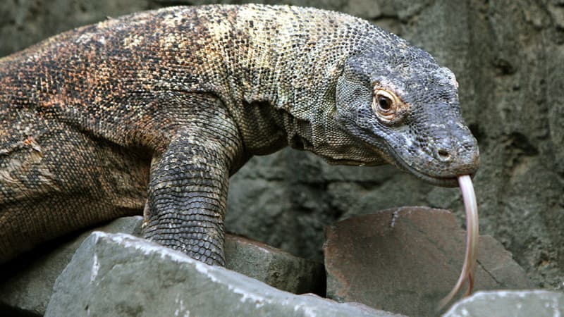 Un dragon de Komodo dans un zoo de Londres, image d'illustration.