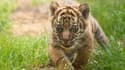 Photo transmise le 24 juillet 2020 par le zoo de Wroclaw de la petite femelle tigre de Sumatra née en mai au zoo.