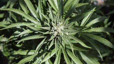 Image d'illustration - Le cannabis est la drogue la plus répandue au monde.