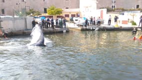 Pompiers, policiers et associations ont aidé la baleine à retrouver le large.