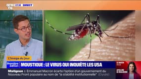 Un moustique porteur d'un virus mortel inquiète les États-Unis