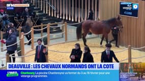 Deauville: aux enchères de Deauville, les chevaux normands ont la cote 
