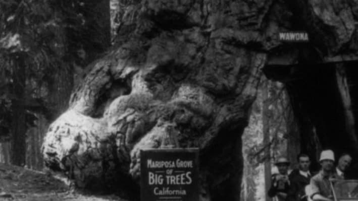 Le passage d'une voiture sous le Wawona Tunnel Tree en 1918 Le passage d'une voiture sous le Wawona Tunnel Tree en 1918
