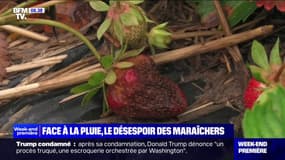 "C'est catastrophique cette année": des maraîchers font face à d'importantes pertes face à la pluie