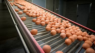 Les premières analysées effectuées en France sur des oeufs potentiellement contaminés au Firponil se sont révélées négatives. (image d'illustration)