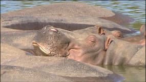 Cette femelle hippopotame s'est enfuie du zoo central d'Israël 