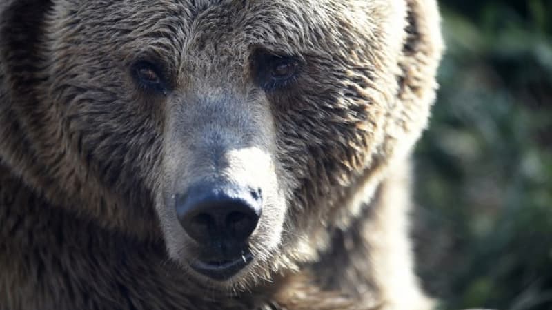 Japon: un ours abattu après avoir dévalisé un supermarché pendant deux jours et blessé un employé