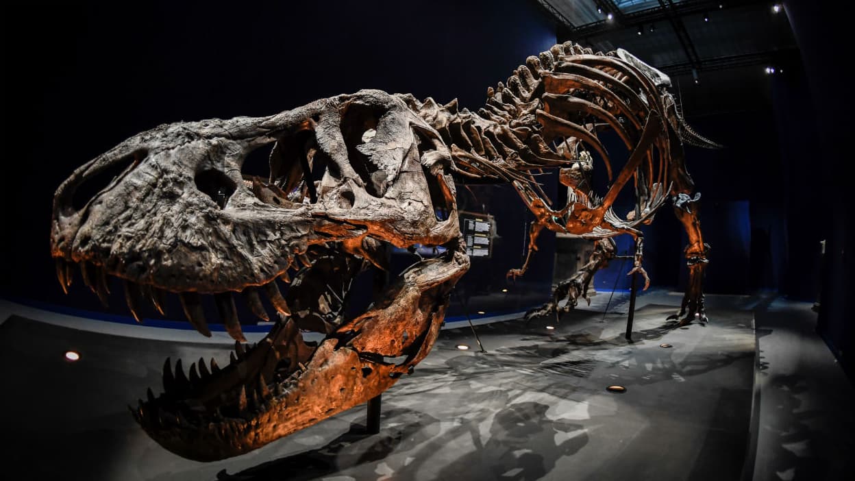 Jurassic World»: est-il impossible de faire renaître les dinosaures?