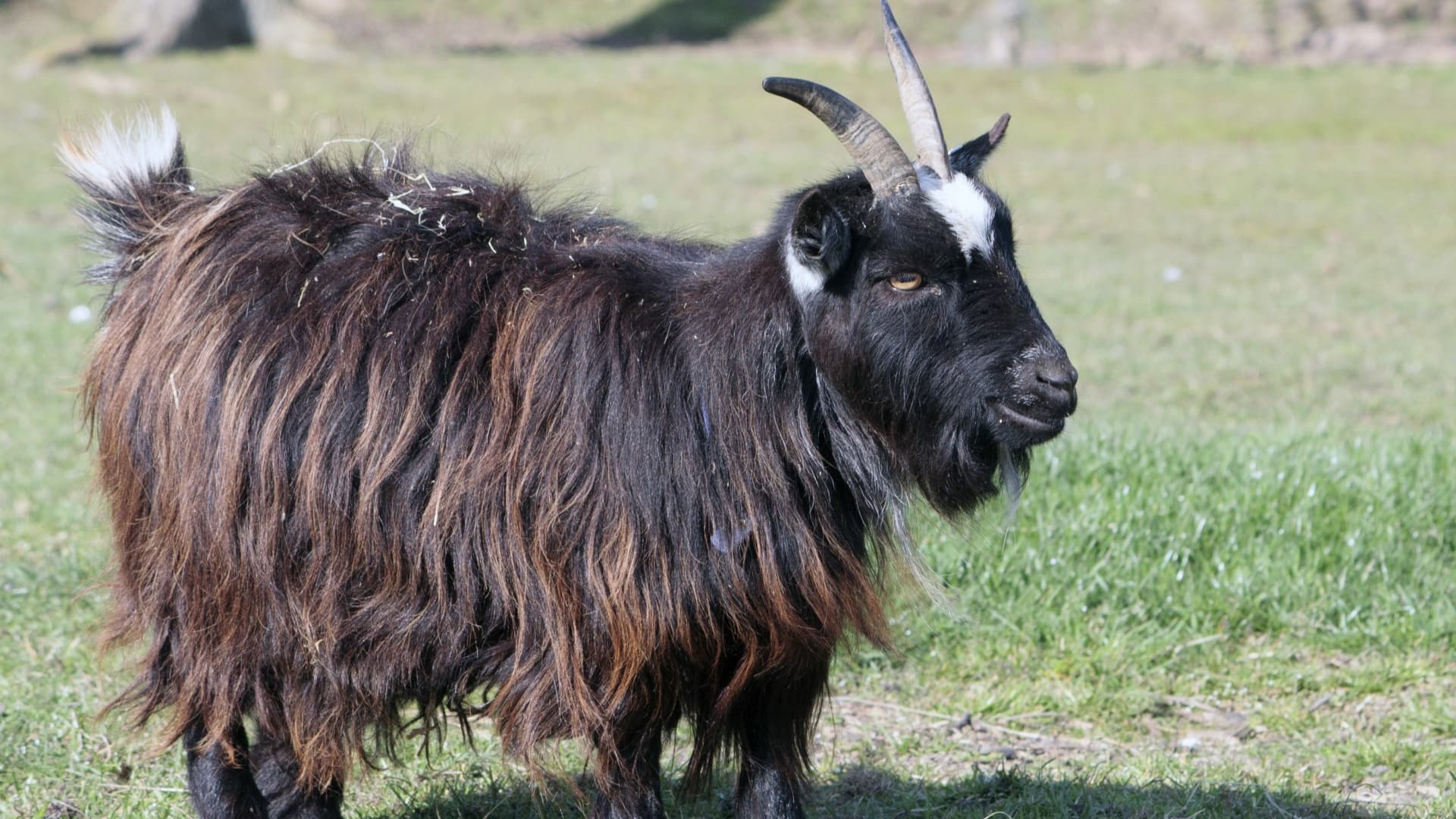 Photo of Acusan al director del zoológico de matar y cocinar cuatro cabras para la fiesta de Nochevieja