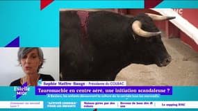 Tauromachie en centre aéré, une initiation scandaleuse ? "La réalité de ces sorties c'est l'apologie de la corrida !" estime Sophie Maffre-Bauge, présidente du COLBAC.