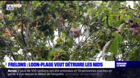 Loon-Plage veut détruire les nids de frelons asiatiques