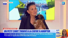 Bêtes de Provence : un petit chiot trouvé à La Ciotat à adopter 
