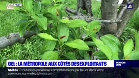 Gel : la Métropole aux côtés des exploitants