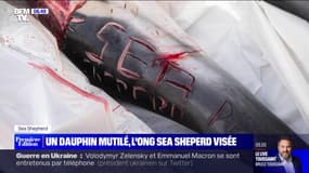 L'ONG Sea Shepherd repêche un dauphin atrocement scarifié avec un message insultant