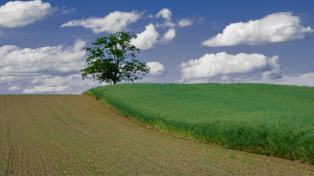 La "loi Biodiversité" a été promulguée au Journal officiel le 9 août 2016. (image d'illustration)