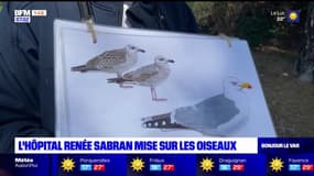 Hyères: l'hôpital Renée Sabran labellisé pour la protection des oiseaux