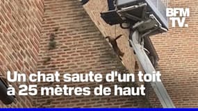 Un chat survit à un saut de 25 mètres