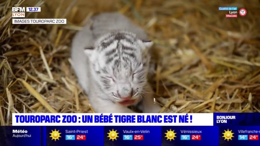 Touroparc Zoo Naissance Surprise D Un Bebe Tigre Blanc