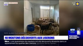 40 moutons découverts aux Liserons 