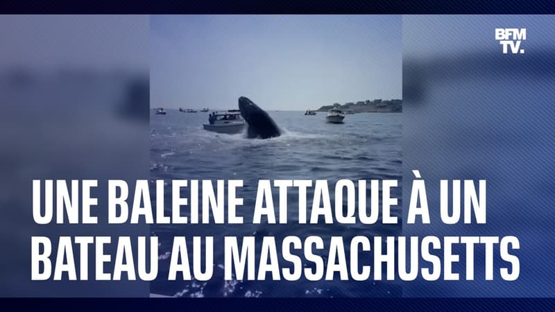 Une baleine s'attaque à un bateau au Massachusetts