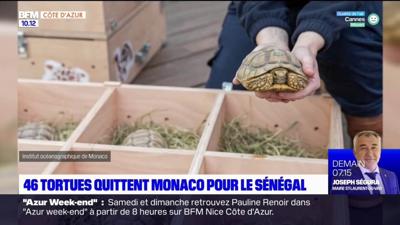 Tortues Quittent Monaco Pour Le S N Gal