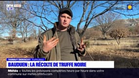 Var: la récolte de la truffe noire a débuté à Bauduen