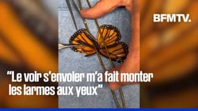 Un papillon sauvé grâce à une aile greffée