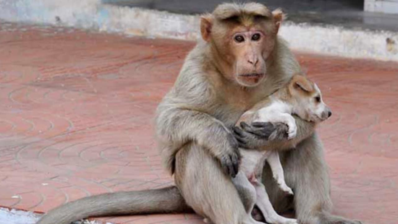 Un chiot adopté et protégé par un singe comme s’il était son petit — free download
