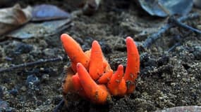 Les "cornes de daim rutilantes" découvertes au nord de l'Australie, le champignon le plus dangereux au monde