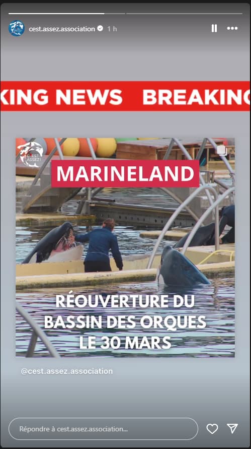 L'association "C'est Assez!" affirme que le parc Marineland prévoit de reprendre les spectacles d'orques.