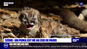 Un bébé puma est né au zoo de Vincennes.