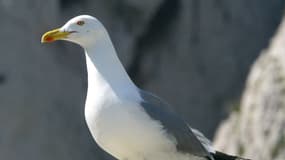 Un goéland leucophée sur l'île classée de l'archipel de Riou, au large de Marseille (Bouches-du-Rhône), le 18 avril 2002. (Photo d'illustration)