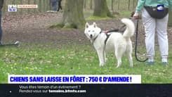 Normandie: bientôt 750 euros d'amende pour avoir promené son chien sans laisse dans les bois