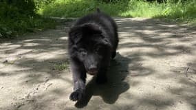 Selon le témoignage du propriétaire, trois personnes ont volé son chiot Ashra, une femelle berger allemand noire de 2 mois, ce samedi 17 mai à Lyon.