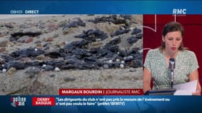 En Corse, la pollution aux hydrocarbures s’éloigne des côtes