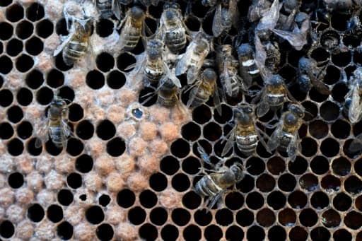 abeilles mortes, le 4 mai 2018