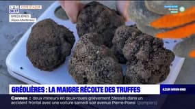 Alpes-Maritimes: une mauvaise récolte pour les truffes à Gréolières