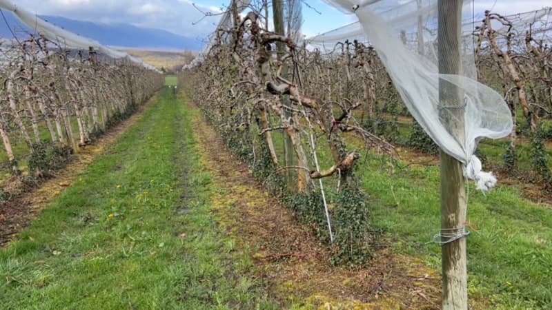 "On ne dort pas beaucoup": les agriculteurs en alerte face au retour du gel