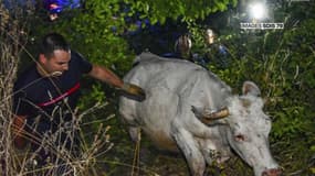 Les sapeurs-pompiers des Yvelines ont sauvé une vache de la Seine.