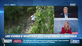 Objectif Terre : Les vignes s'adaptent au changement climatique - 04/09