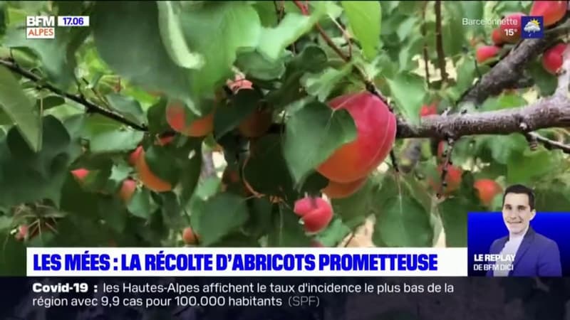 Alpes-de-Haute-Provence; la récolte des abricots a commencé dans les Mées